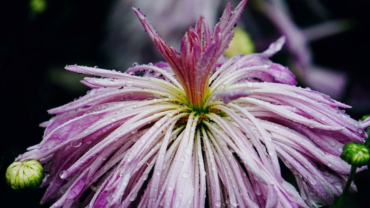 CLOSE-UP OF PURPLE FLOWERS BLOOMING OUTDOORS