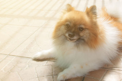 Close-up portrait of dog sitting outdoors