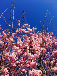 Low angle view of pink blossoms against sky