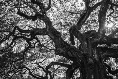 Low angle view of tree against sky