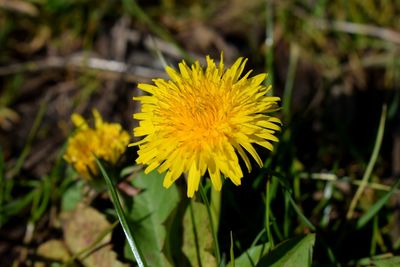 Close-up of yellow flower blooming outdoors