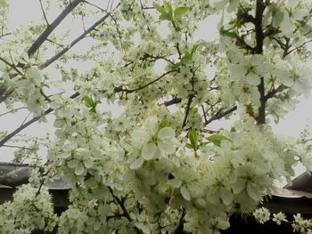 Close-up of white flowers on tree