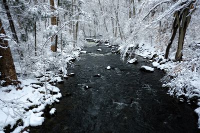 Snow covered trees