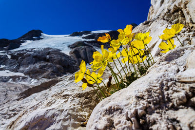 Yellow flowering plants by rocks against clear sky