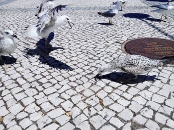 High angle view of bird on cobblestone