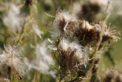 Close-up of dragonfly on plant