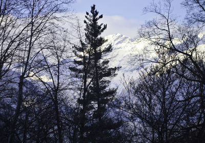 Low angle view of bare trees in forest