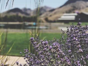 Lavender blooming on field