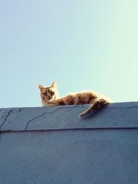 Low angle view of cat relaxing on retaining wall against clear sky