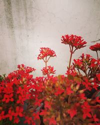 Close-up of red flowering plant against wall