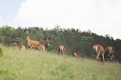 Horses in a field