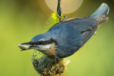 Close-up of a bird