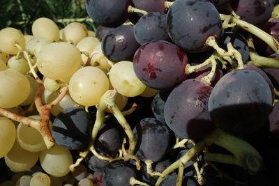 Full frame shot of grapes