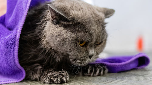 Cat washing and grooming close up getting professional service at pet salon by groomer