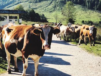 Cows standing in the road