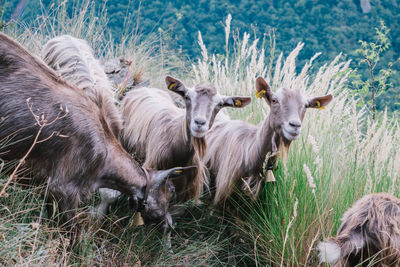 Sheep in a field