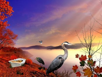 View of birds against sky during sunset