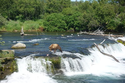 View of ducks on riverbank