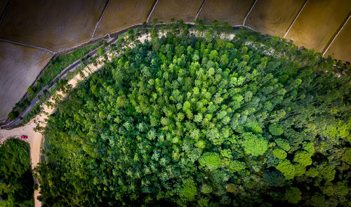 Plants growing outdoors
