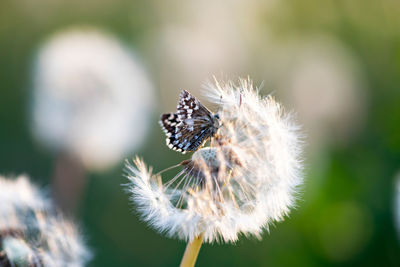 Close-up of honey bee on dandelion