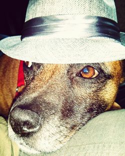 Close-up portrait of a dog