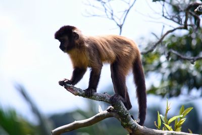 Low angle view of monkey on tree