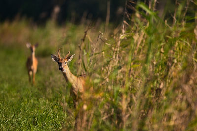 View of deer on field