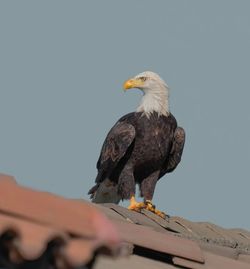 Close-up of eagle perching on rock