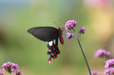 Butterfly on purple flower