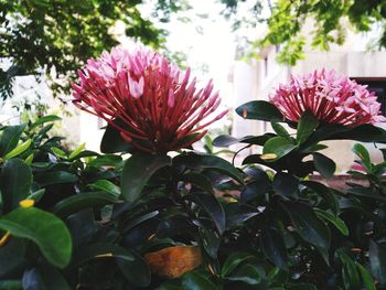 Close-up of pink flowering plants