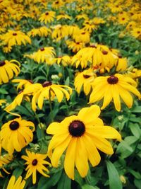 Close-up of yellow flowers in field