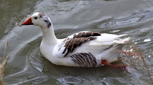 Duck swimming in lake