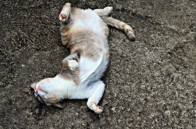 High angle view of lazy stray cat resting on road