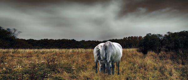 View of grassy field against cloudy sky