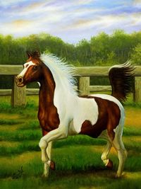 horse