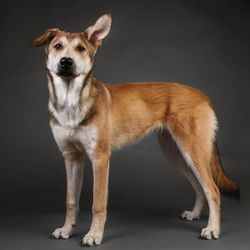 Portrait of dog standing against black background