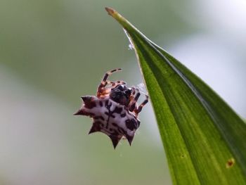 Close-up of insect on flower