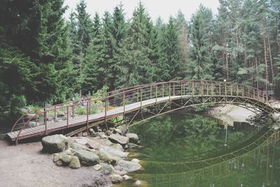 Bridge over forest