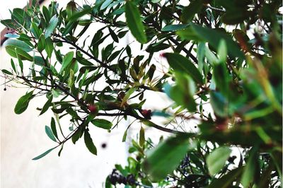 Close-up of flower tree