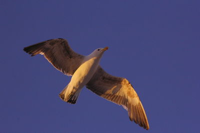 Low angle view of bird flying against clear sky