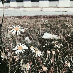 Close-up of flowers blooming outdoors