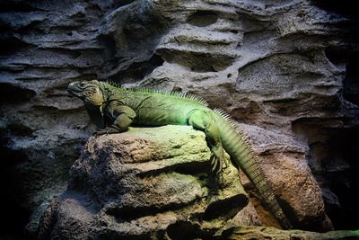 Close-up of a rock and lizard