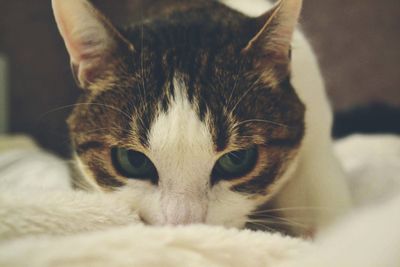 Close-up portrait of cat