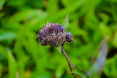 Close-up of honey bee pollinating on purple flower