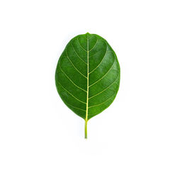 Close-up of green leaf against white background