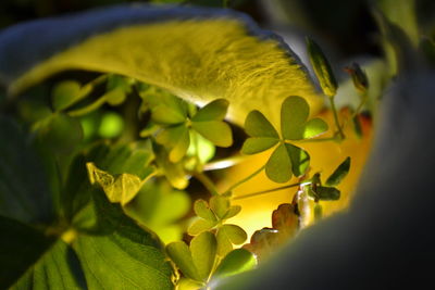 Close-up of yellow flowers