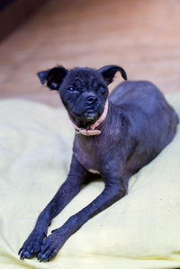 Portrait of black puppy sitting outdoors