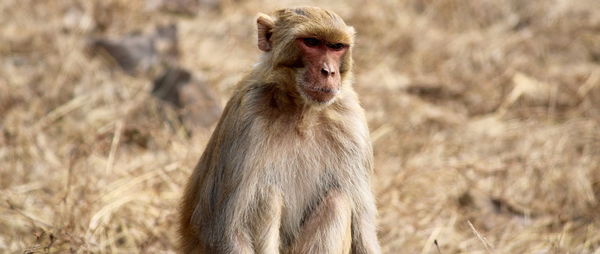 Portrait of monkey on field