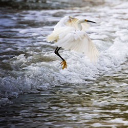 View of birds in water