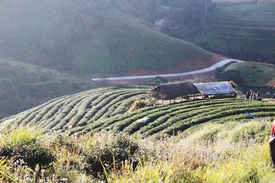 Scenic view of agricultural field